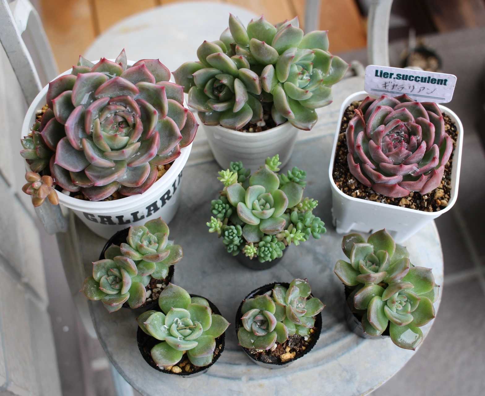 キャラリアン｜🍀GreenSnap（グリーンスナップ）