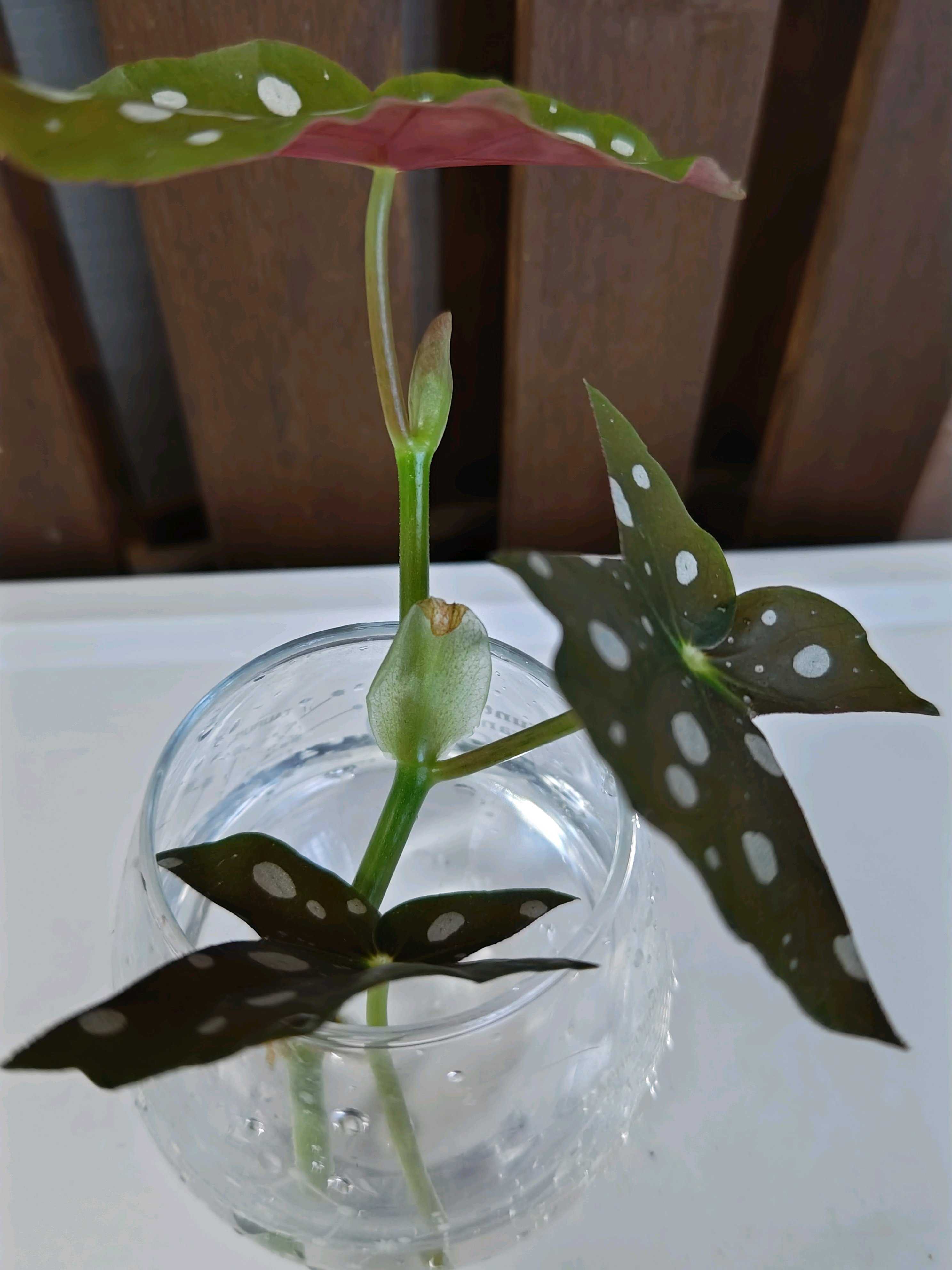 No.62 ベゴニアマクラータの挿し芽🌱｜🍀GreenSnap（グリーンスナップ）