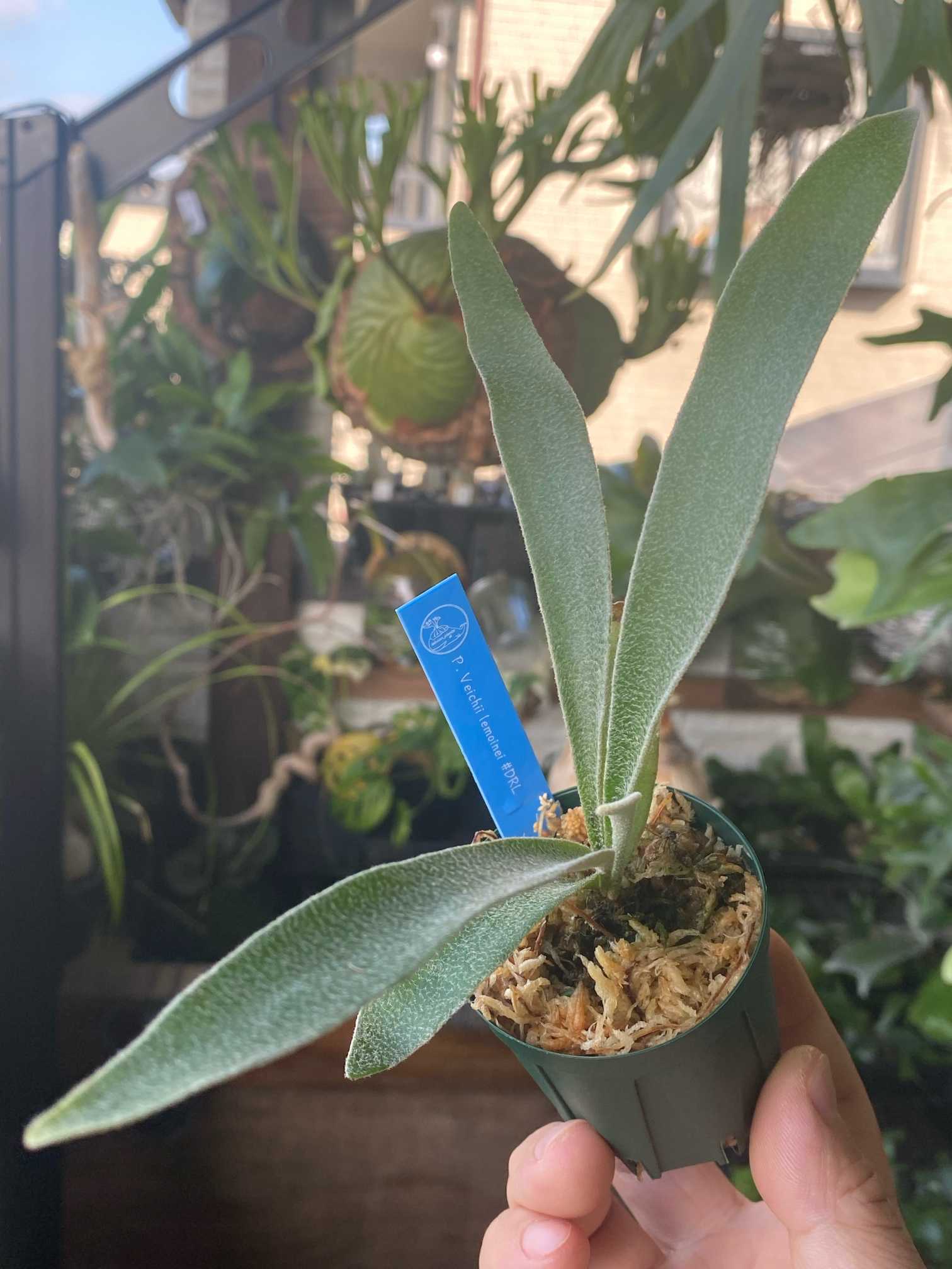 P. veitchii 'Lemoinei' #DRL 成長記録 2024.12.15｜🍀GreenSnap