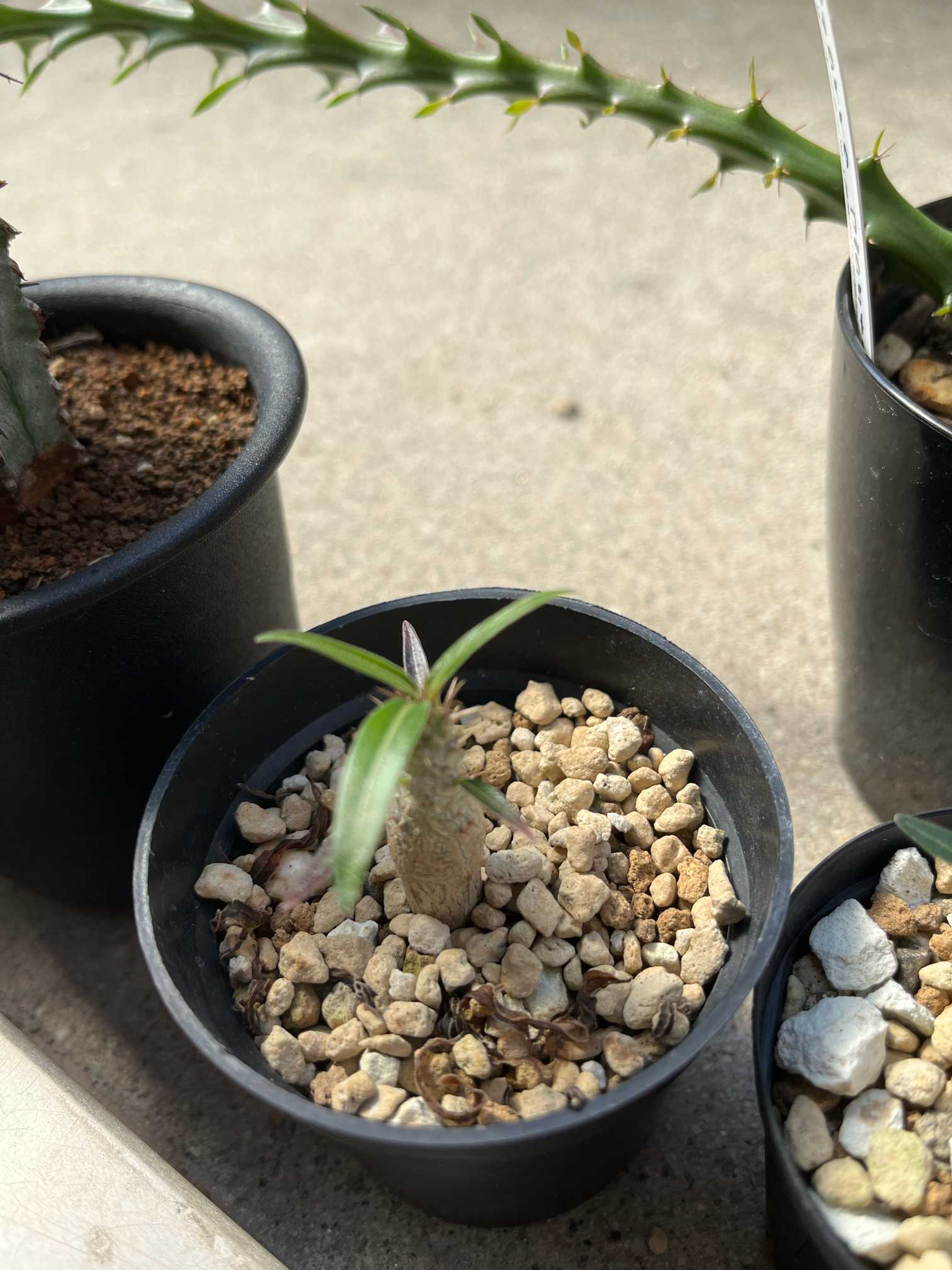 パキポディウム・グラキリス実生記録｜🍀GreenSnap（グリーンスナップ）