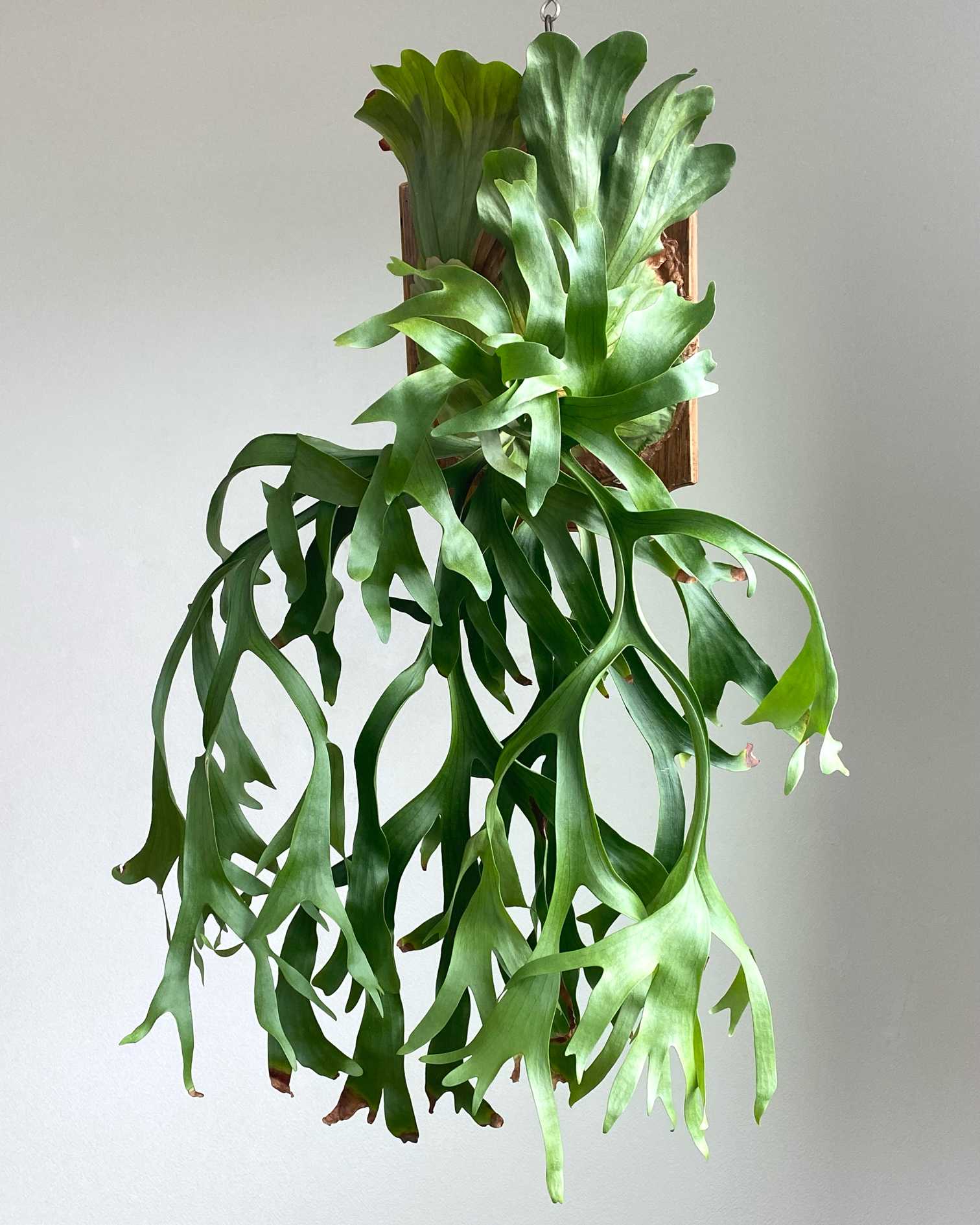 P. coronarium 'thin thin' 成長記録 2024.8.16｜🍀GreenSnap