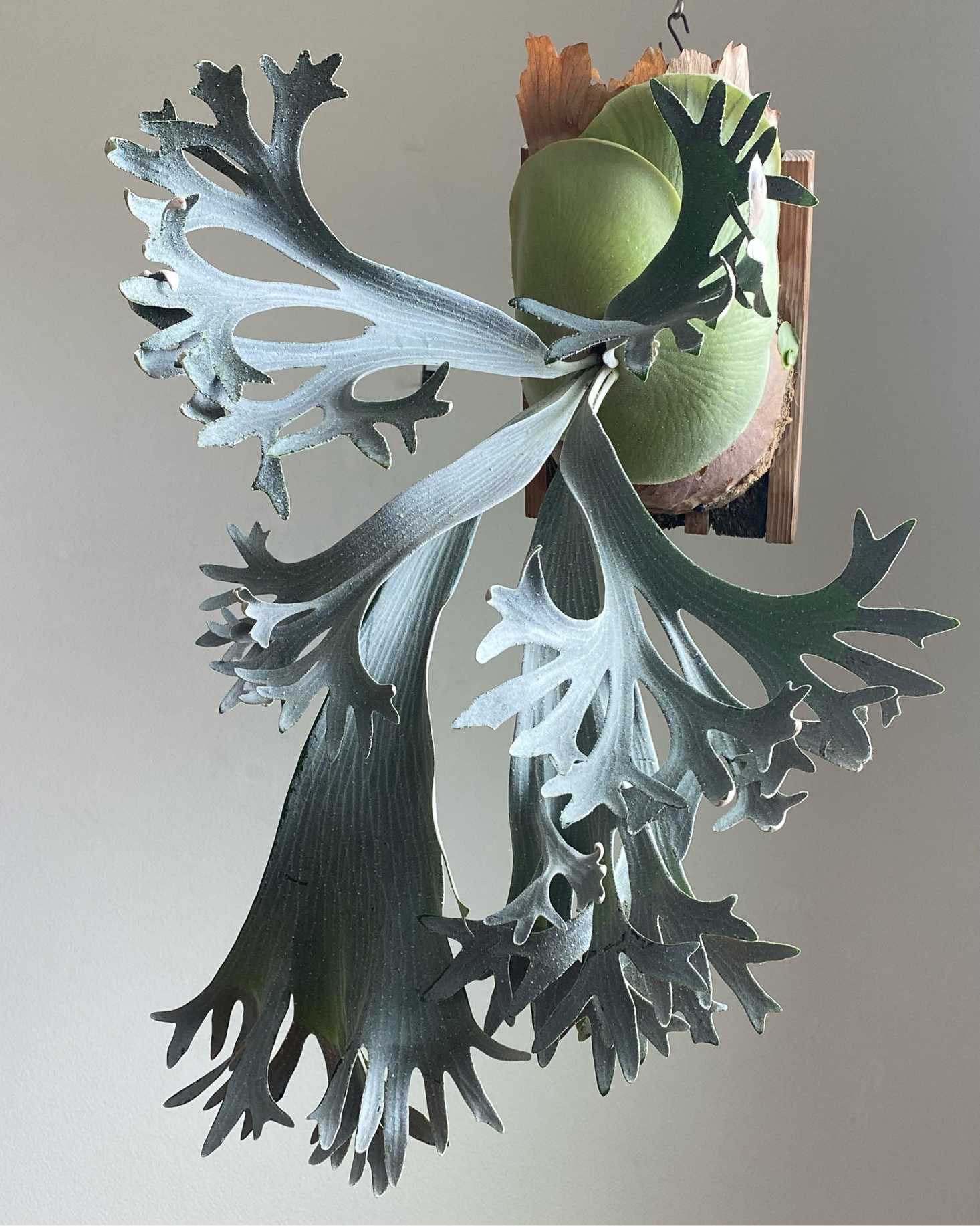 E-1 成長記録 2025.12.27｜🍀GreenSnap（グリーンスナップ）