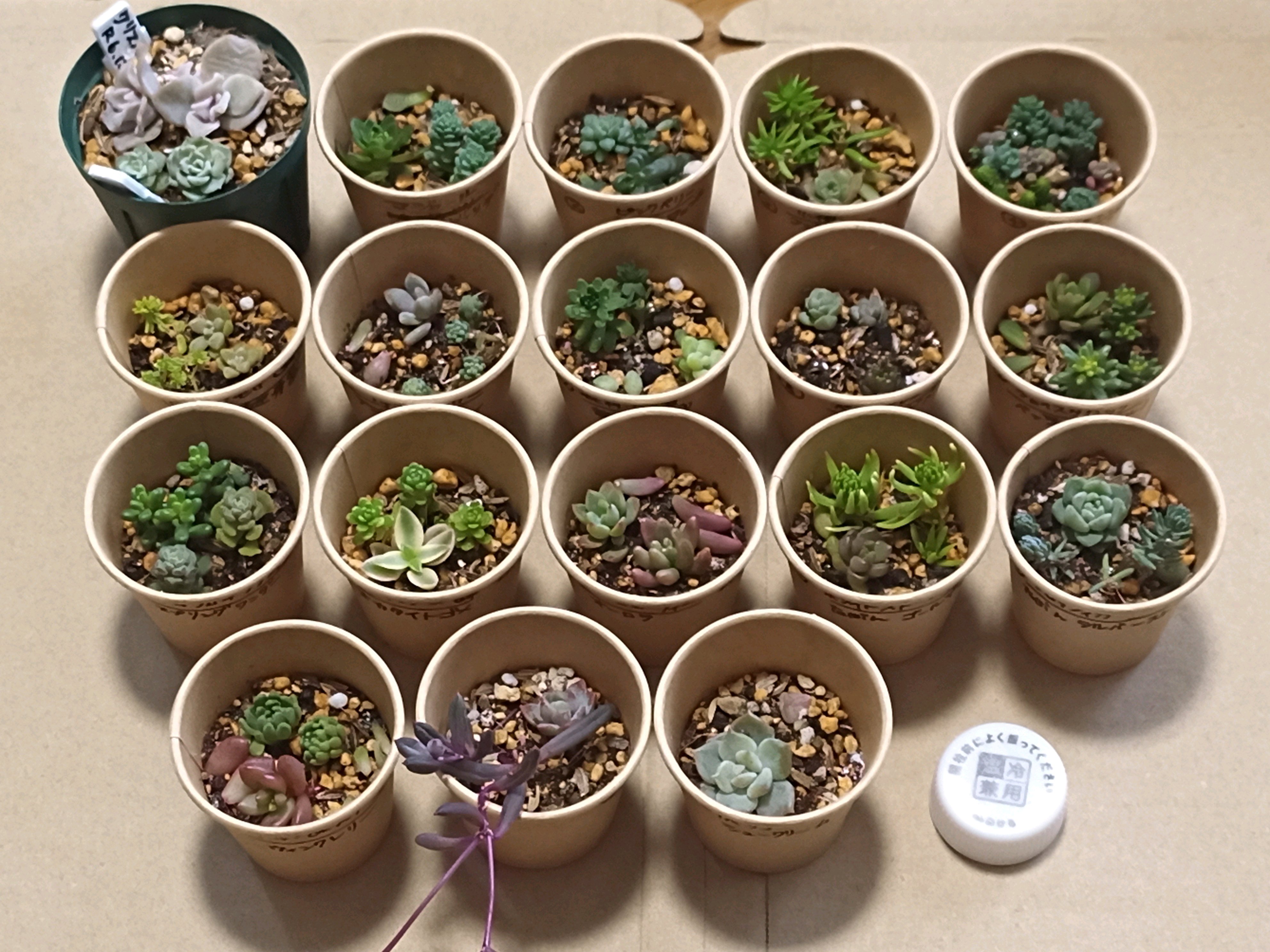 1735532637776_30532_p_20241230