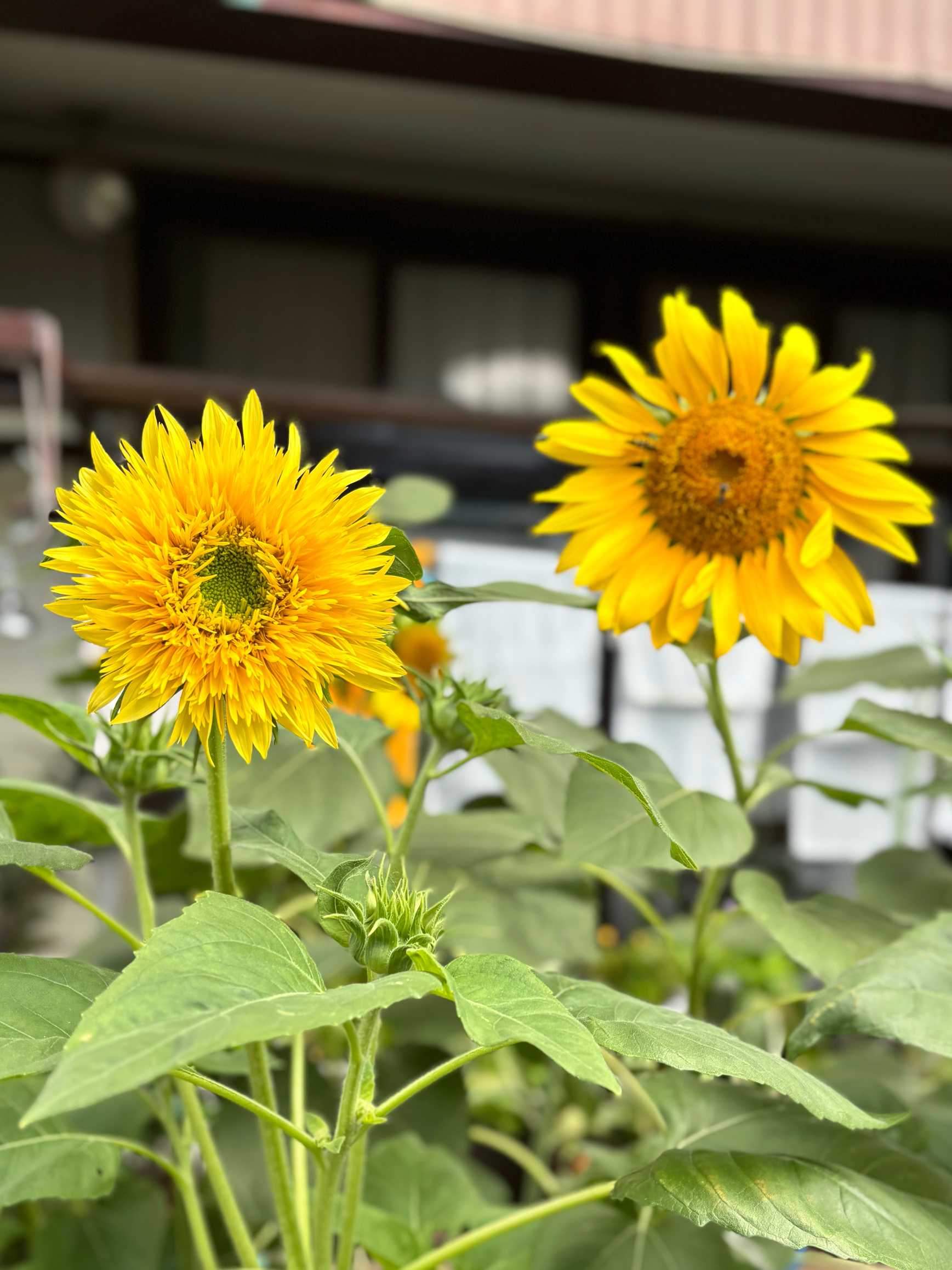 ひまわりの種まいてみた｜🍀GreenSnap（グリーンスナップ）