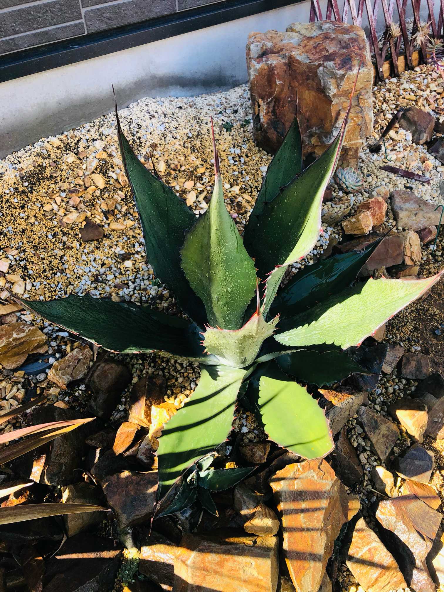 アガベ・サルミアナ フェロックス成長記。｜🍀GreenSnap（グリーン