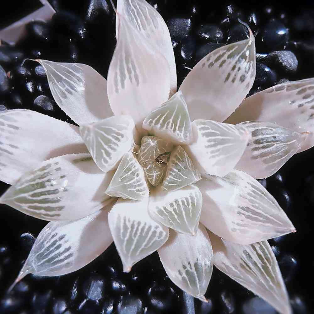 ハオルチア・白蛇伝｜🍀GreenSnap（グリーンスナップ）