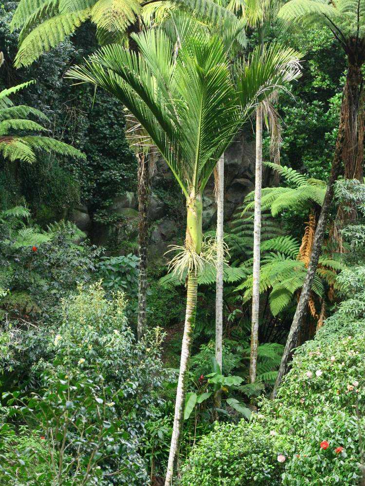 Rhopalostylis sapida ニカウヤシ｜🍀GreenSnap（グリーンスナップ）