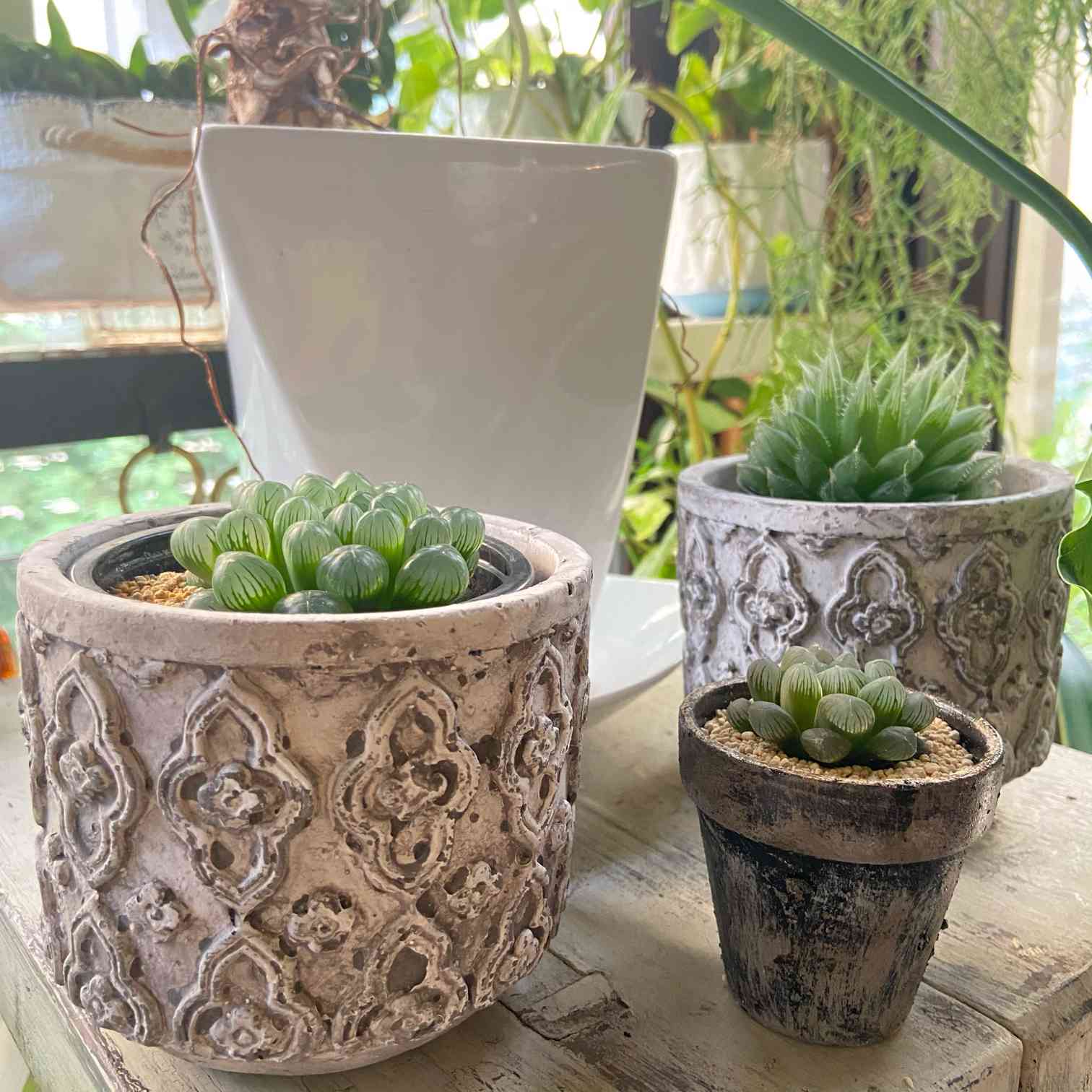 DAISO素焼き鉢リメイク｜🍀GreenSnap（グリーンスナップ）