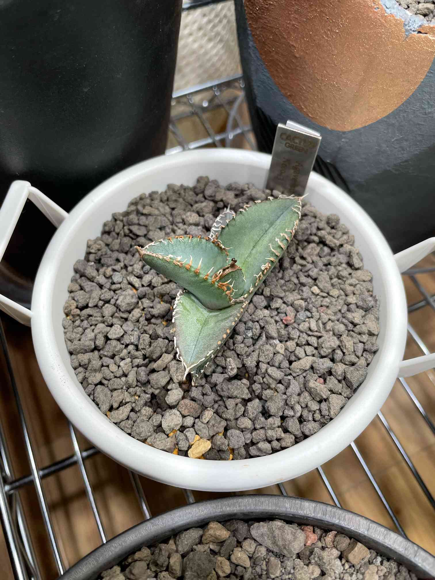 アガベ スーパーチタノタ 成長記録｜🍀GreenSnap（グリーンスナップ）