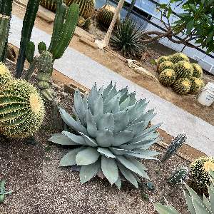 地植え吉祥天の生長記録｜🍀GreenSnap（グリーンスナップ）