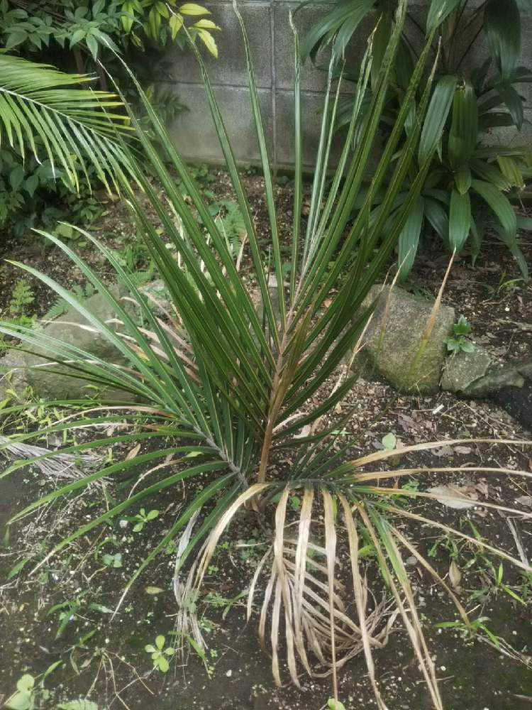 Rhopalostylis sapida ニカウヤシ｜🍀GreenSnap（グリーンスナップ）