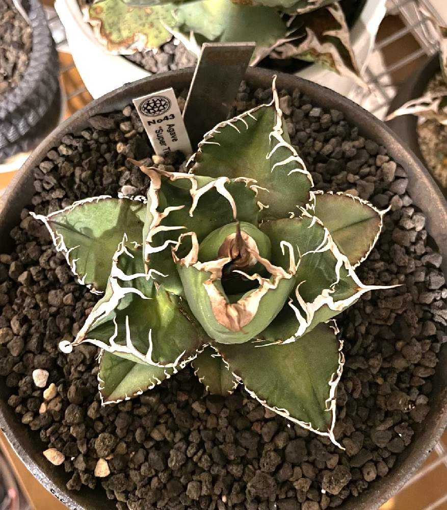 アガベ スーパーチタノタ 成長記録｜🍀GreenSnap（グリーンスナップ）