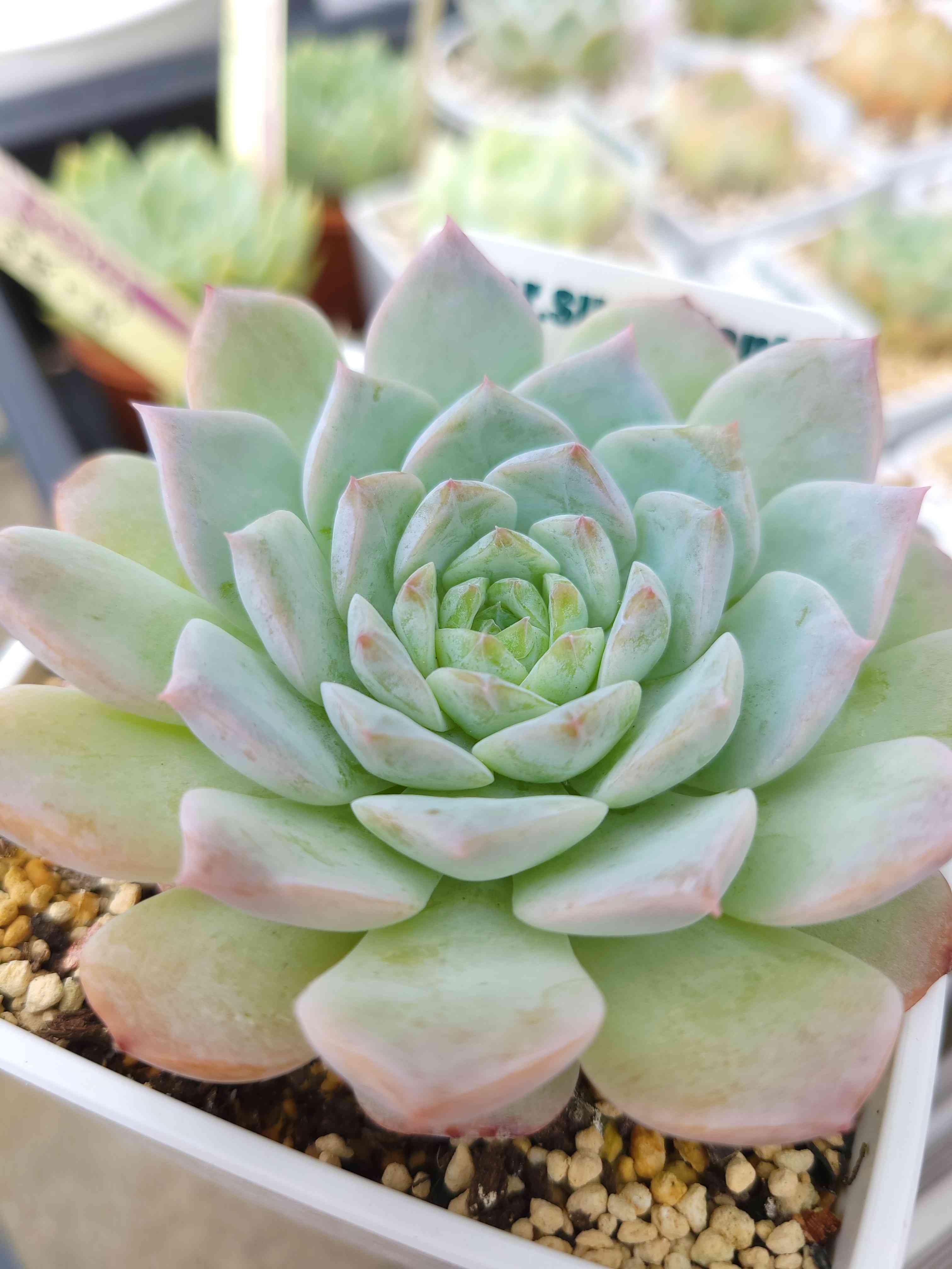 アメイジンググレイス｜🍀GreenSnap（グリーンスナップ）