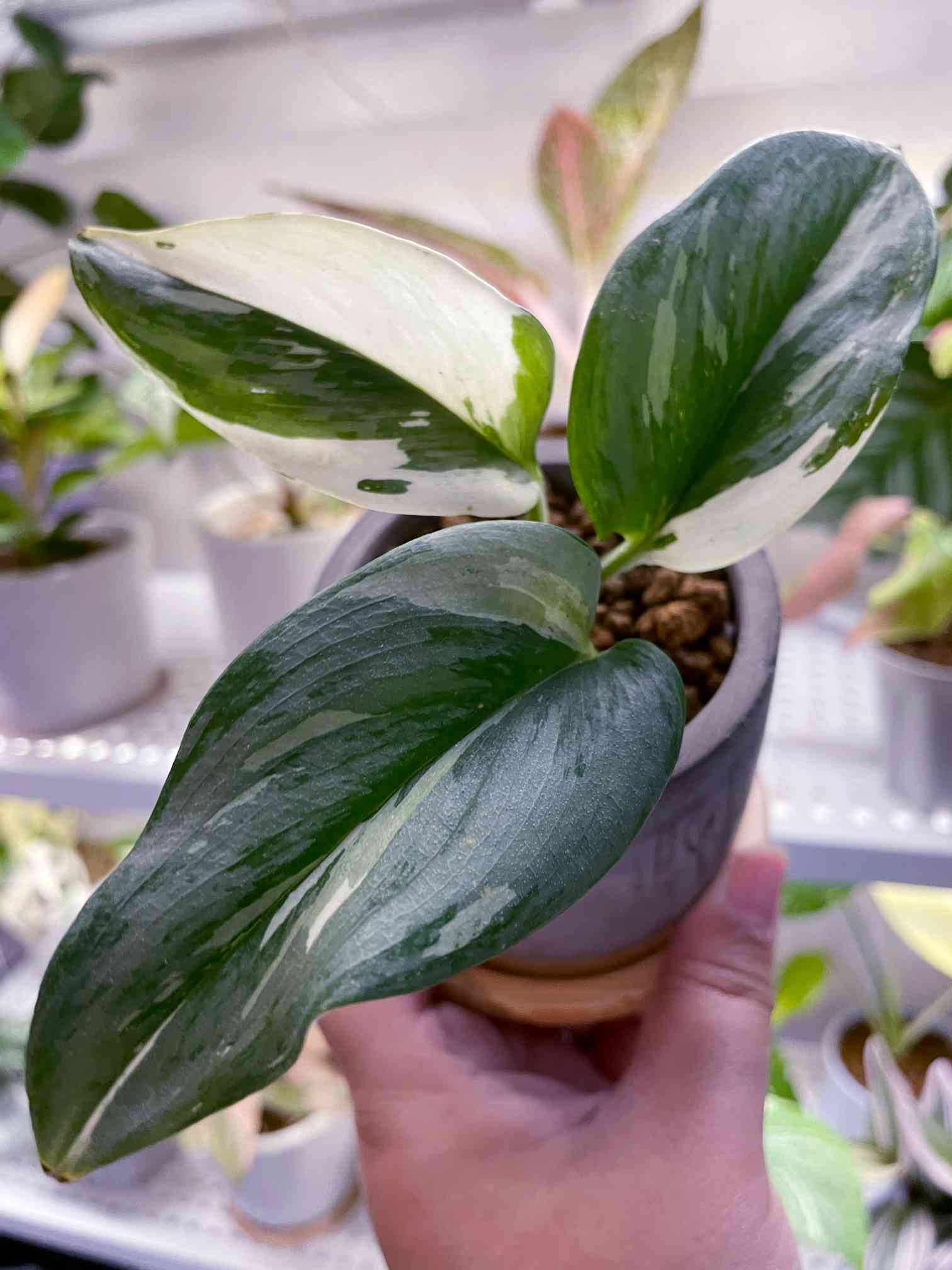 部屋の投稿画像 by miさん｜スキンダプサスと新入りさんと斑入り愛好家