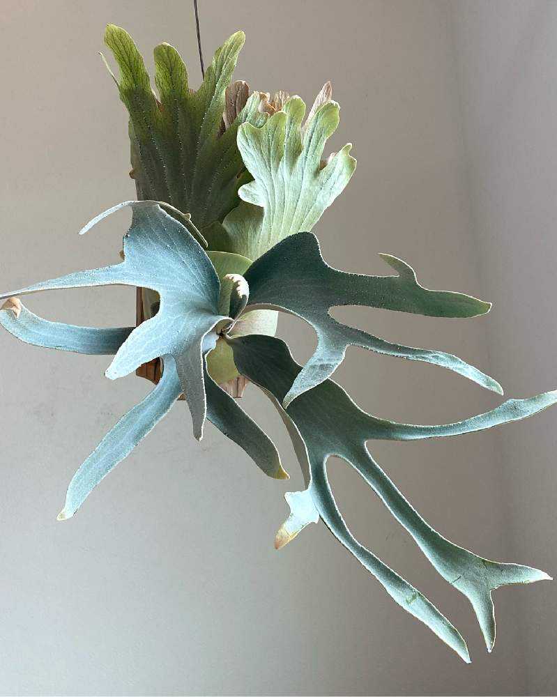 P. 'OMO' 成長記録 2023.12.12｜🍀GreenSnap（グリーンスナップ）