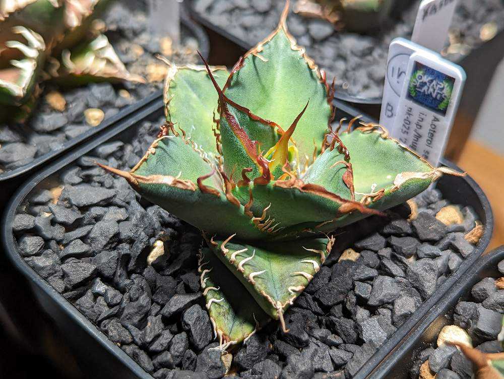 025 アガベ オテロイ 実生 inp 育成記録｜🍀GreenSnap（グリーンスナップ）