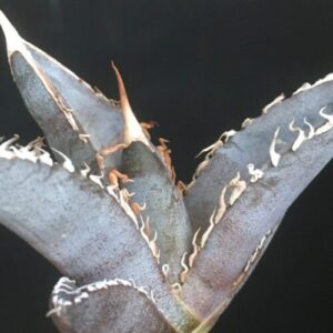 白銀金剛 極上白棘 特選 アガベ チタノタ Agave titanota 'Silver King