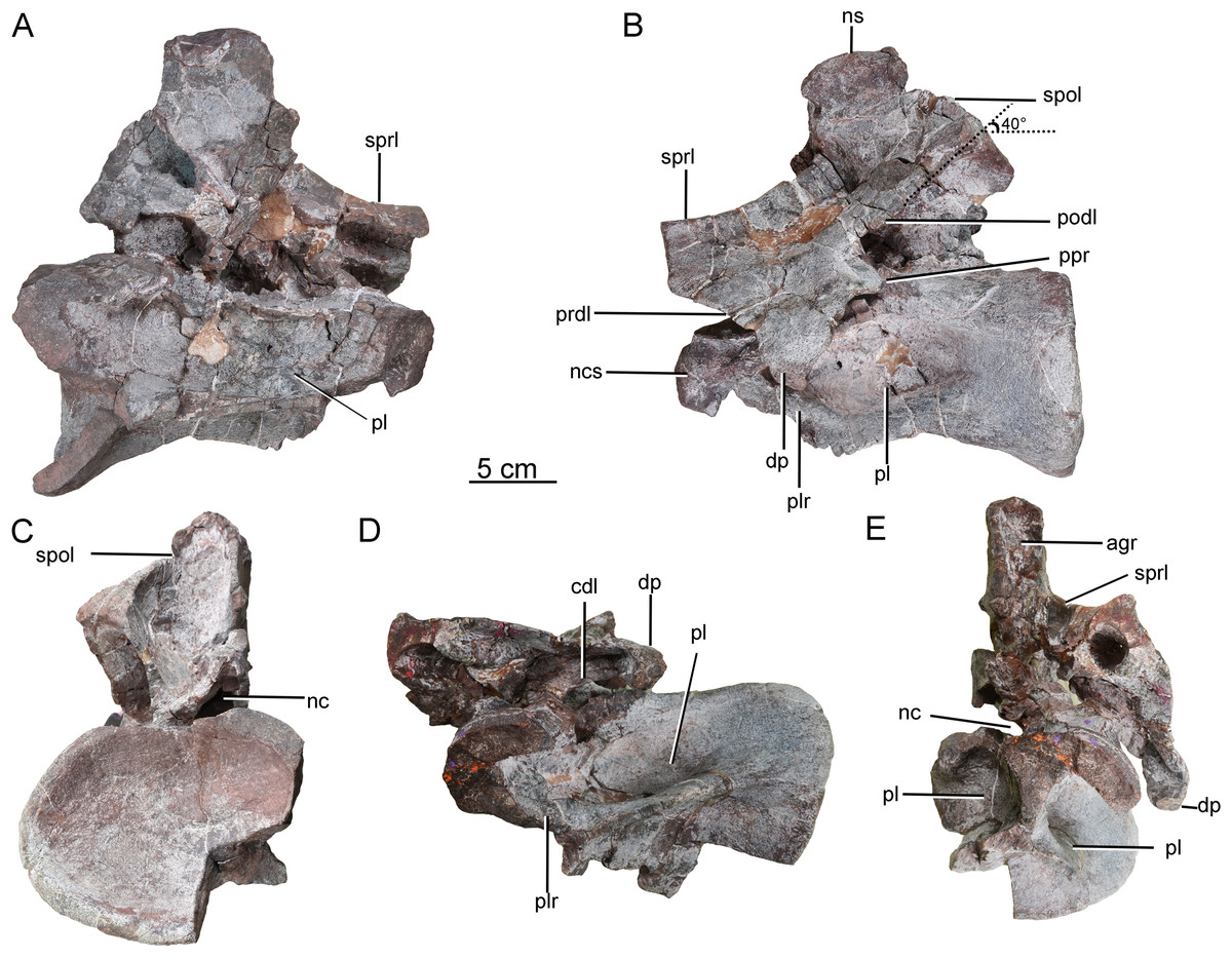 A new juvenile sauropod specimen from the Middle Jurassic