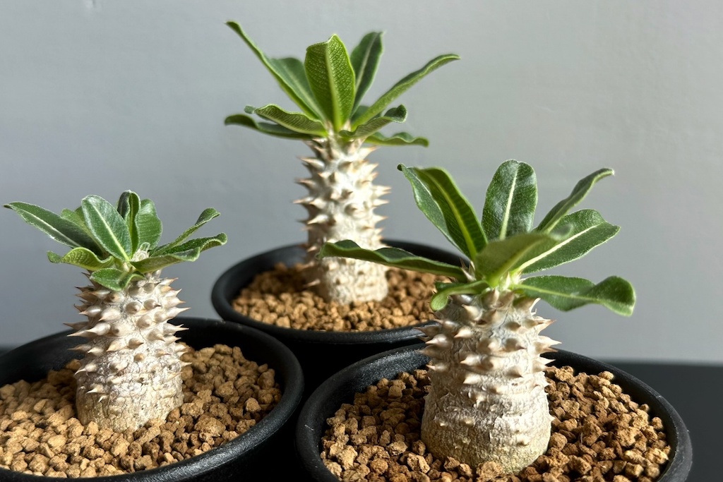 特徴的な縮れ葉を持つ塊根植物「パキポディウム・タッキー」 | Dig-it