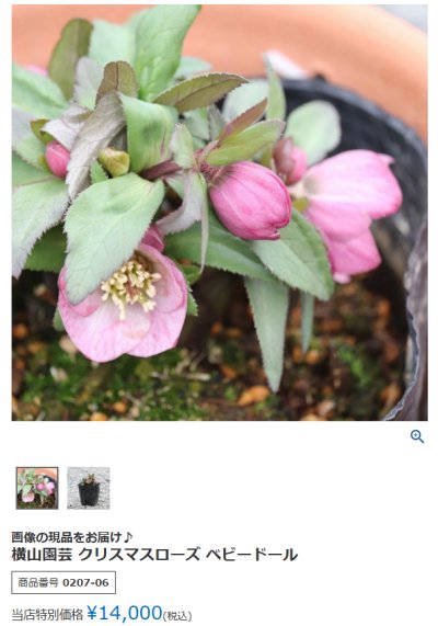 ベビードール考 | DORA's BLOG