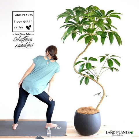 dショッピング |ツピタンサス（シェフレラ・ピュックレリ） 2D曲がり