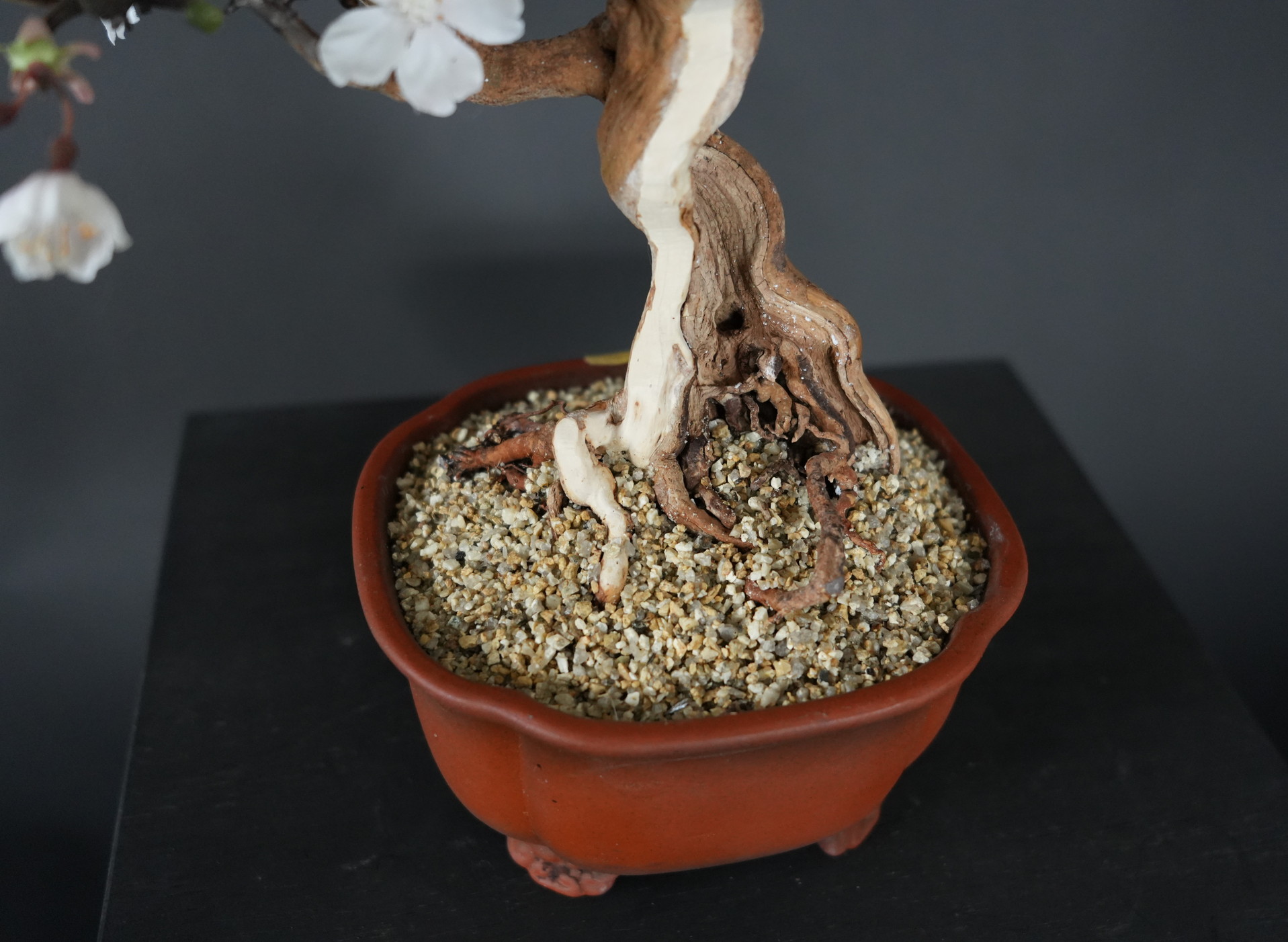 ドライ盆栽®【桜・藤田シャリ入り】 DRY BONSAI® | DRY BONSAI｜ドライ