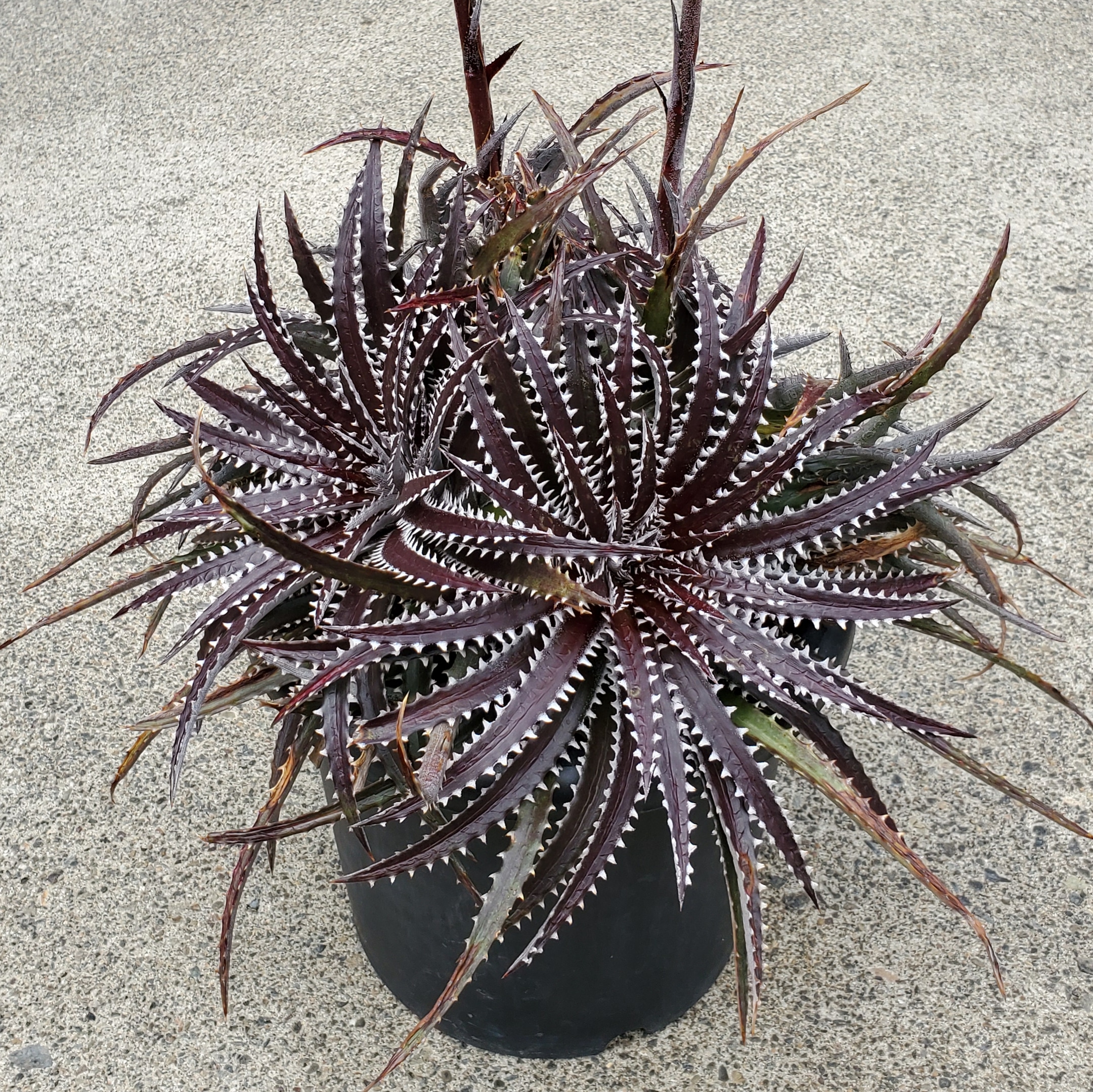 ディッキア・アリゾナ：Dyckia 'Arizona' | Dyckia Maniax