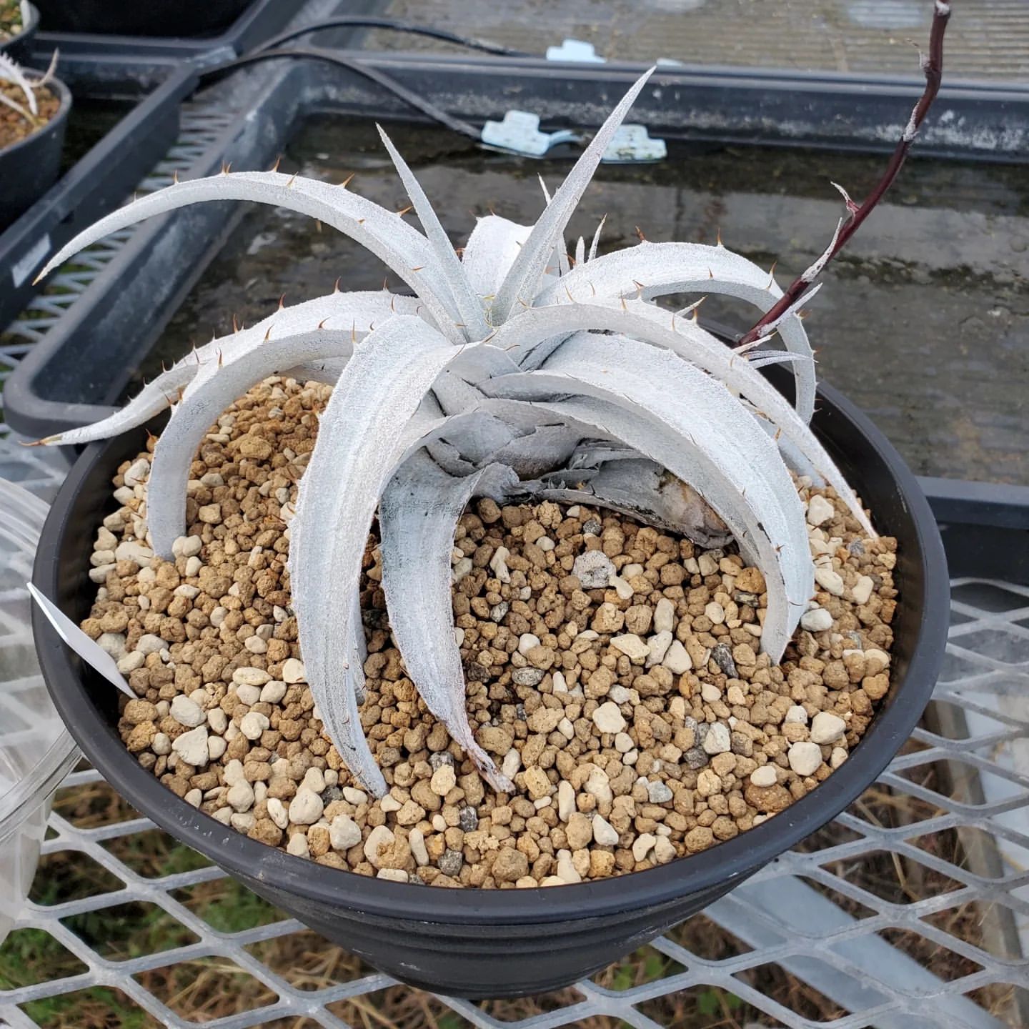 メガレア ビルベイカー ディッキア Dyckia First Cousin ⑴ メガレア