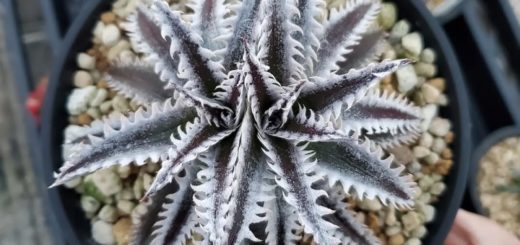 ディッキア・ケスウィック：Dyckia 'Keswick' Original Clone | Dyckia