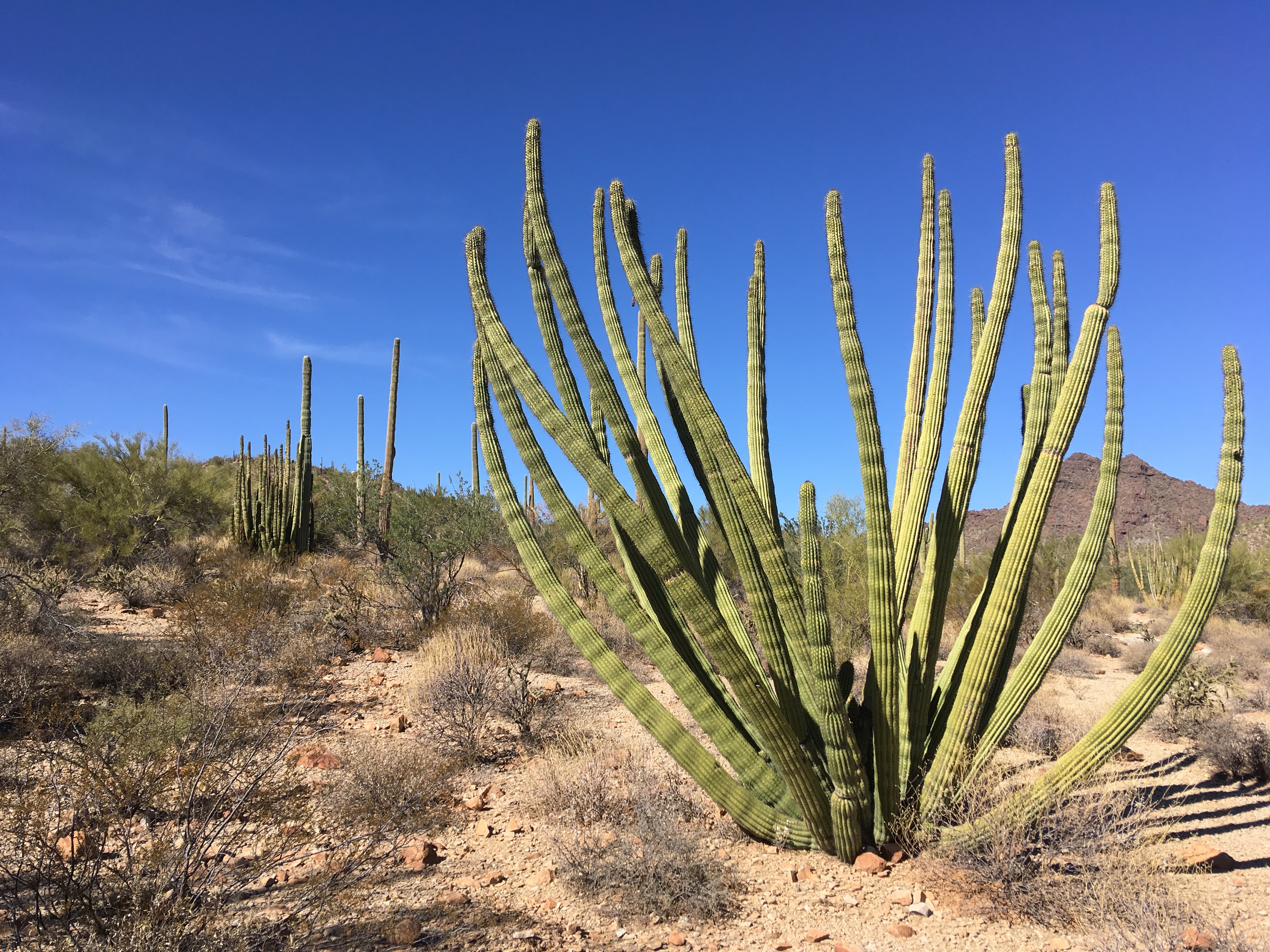 オルガンパイプカクタス国定公園で珍しいサボテンを見学、メキシコ国境