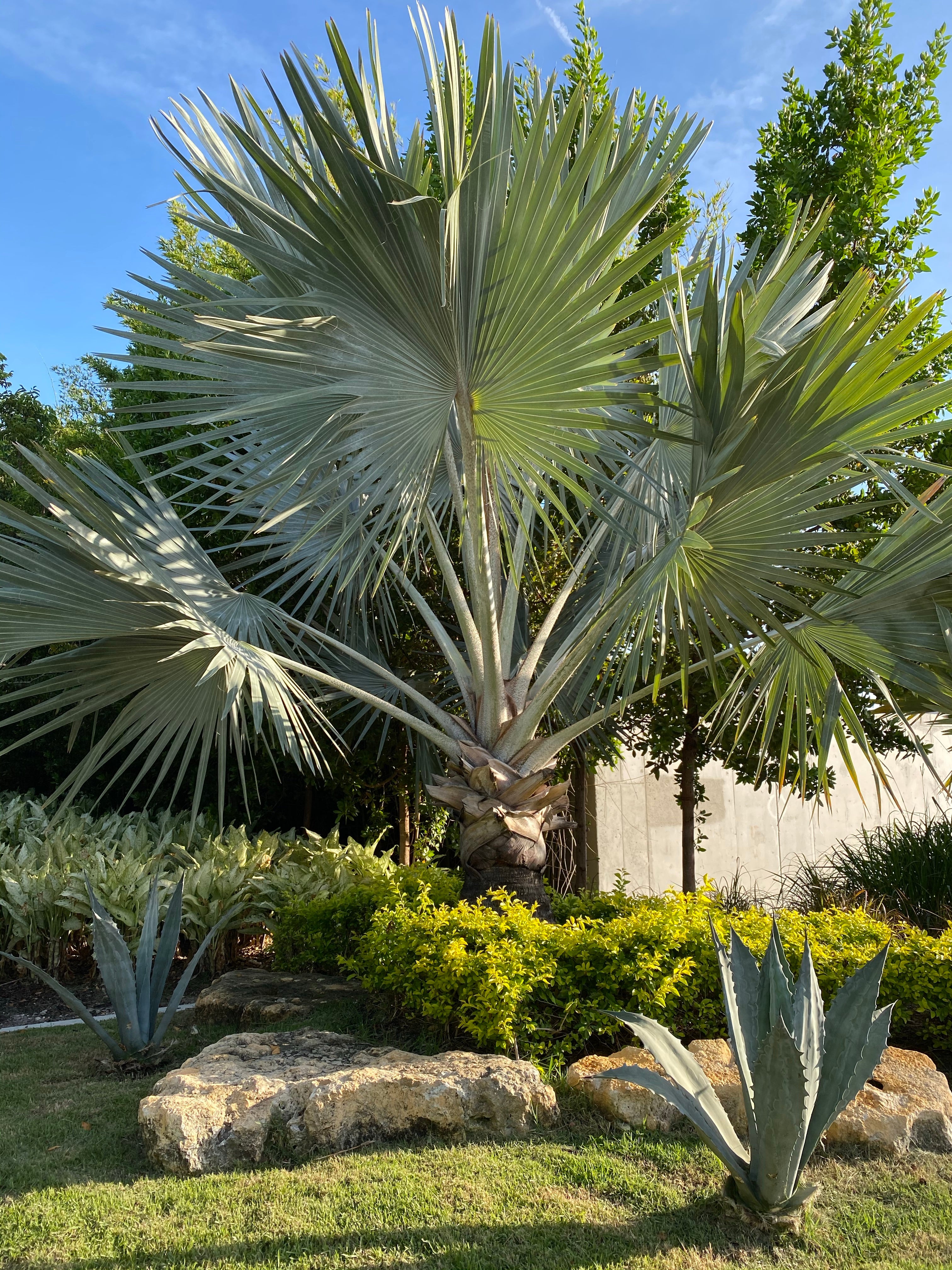 Buy Bismarckia Nobilis, Silver Bismarck Palm | Eureka Farms