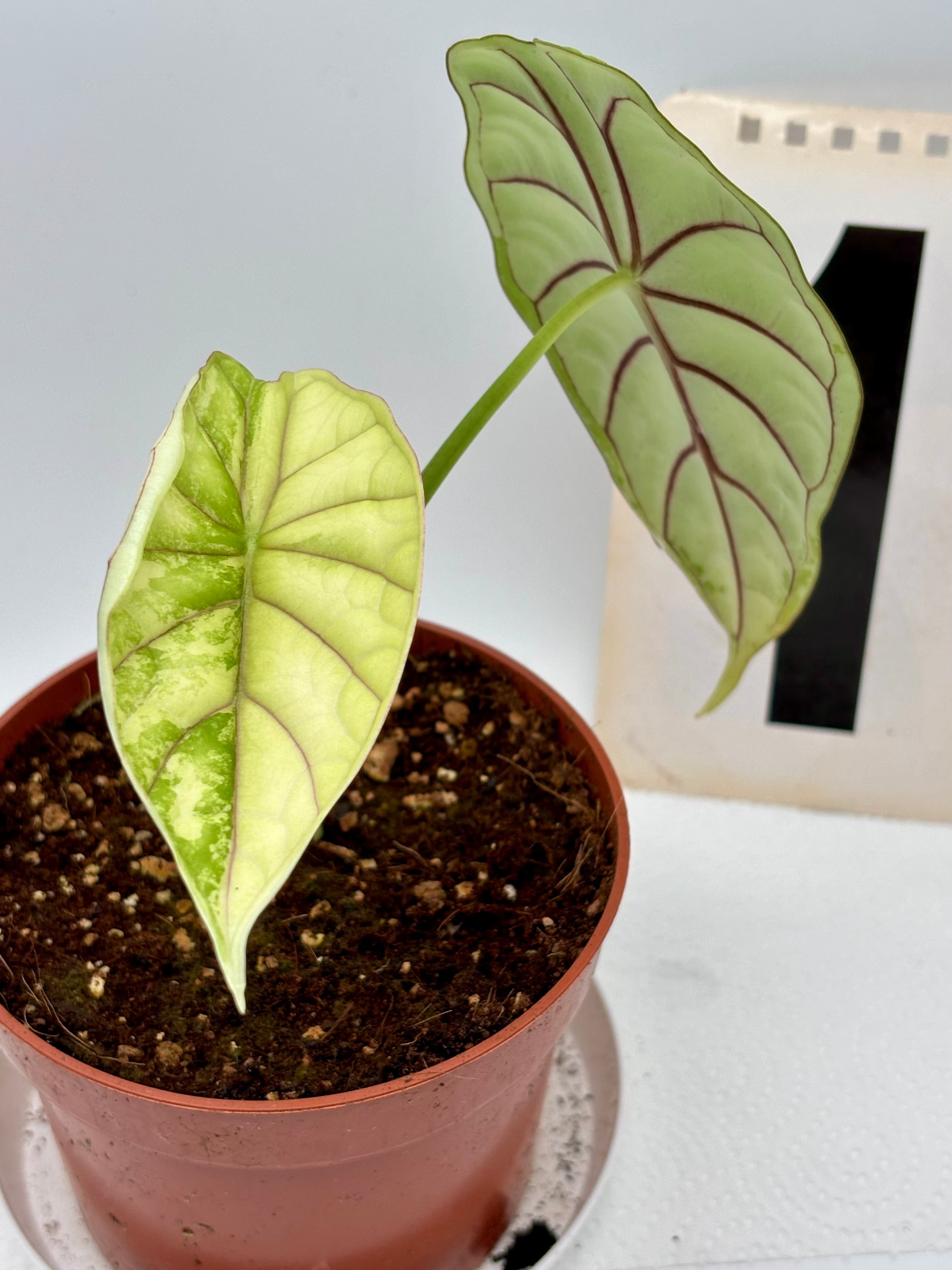 Alocasia Dragon Scale Variegata – Exotic-Flowers