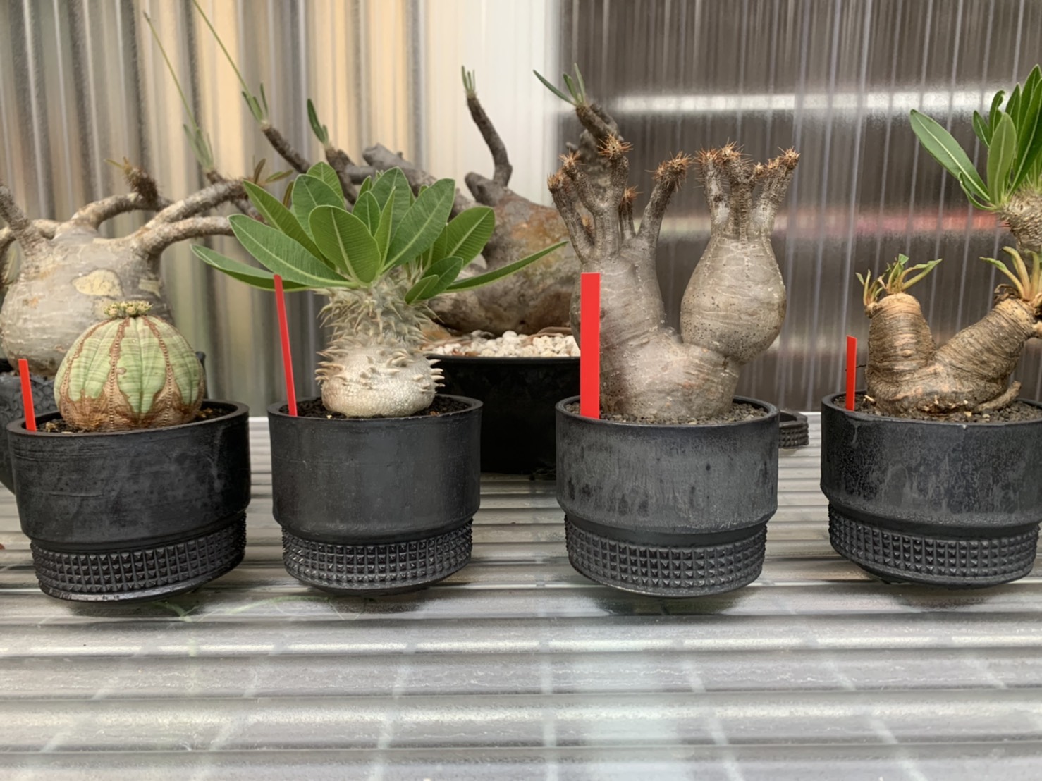 spicygem 4studs 鉢 トリプルネーム spicygem トリプルコラボ鉢