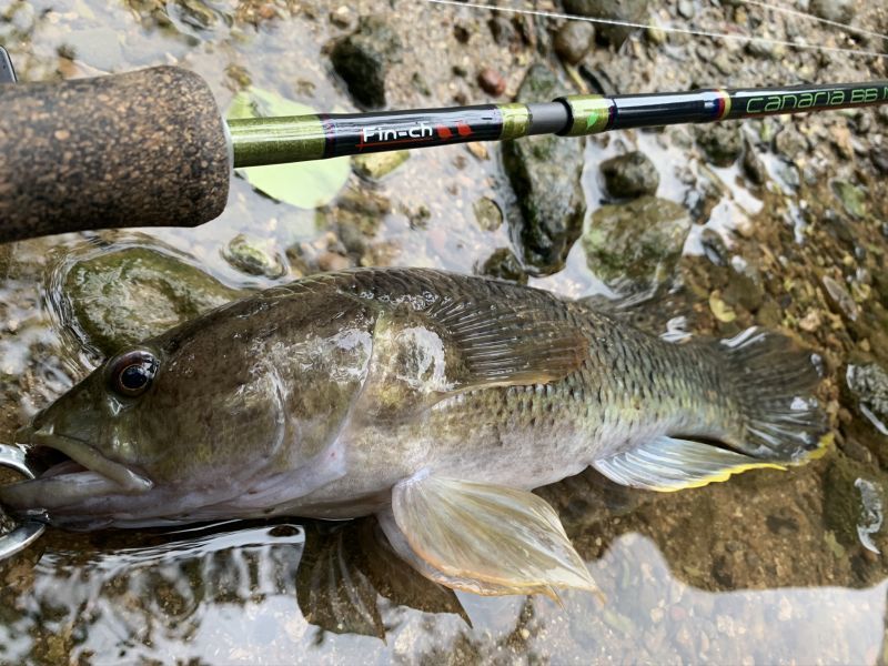 CANARIA66ML(カナリア66ミディアムライト) - Fin‐ch