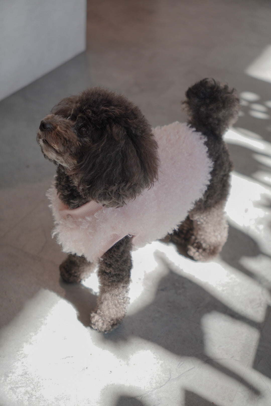 ソフトファーベスト – Forest Tokyo