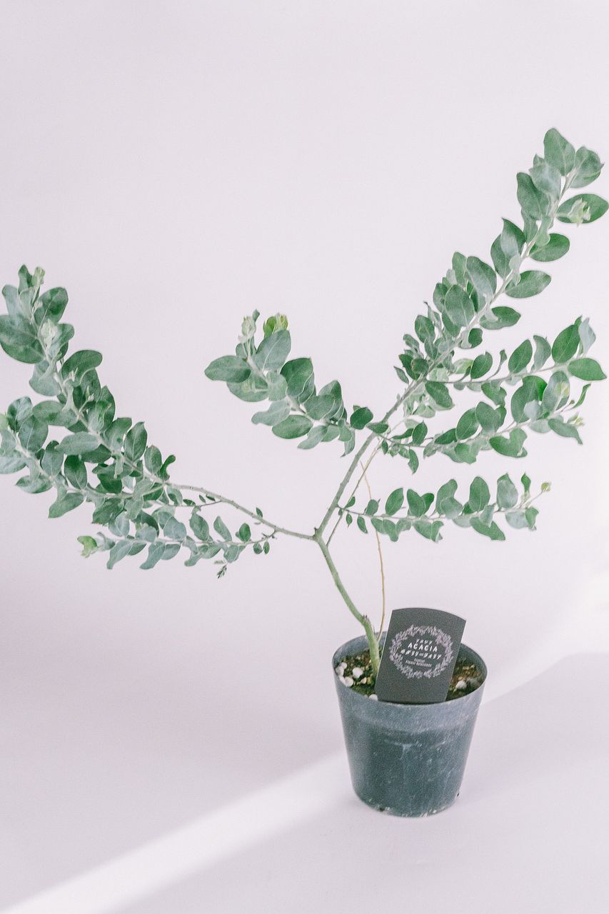 希少！パールアカシア（ミモザ）