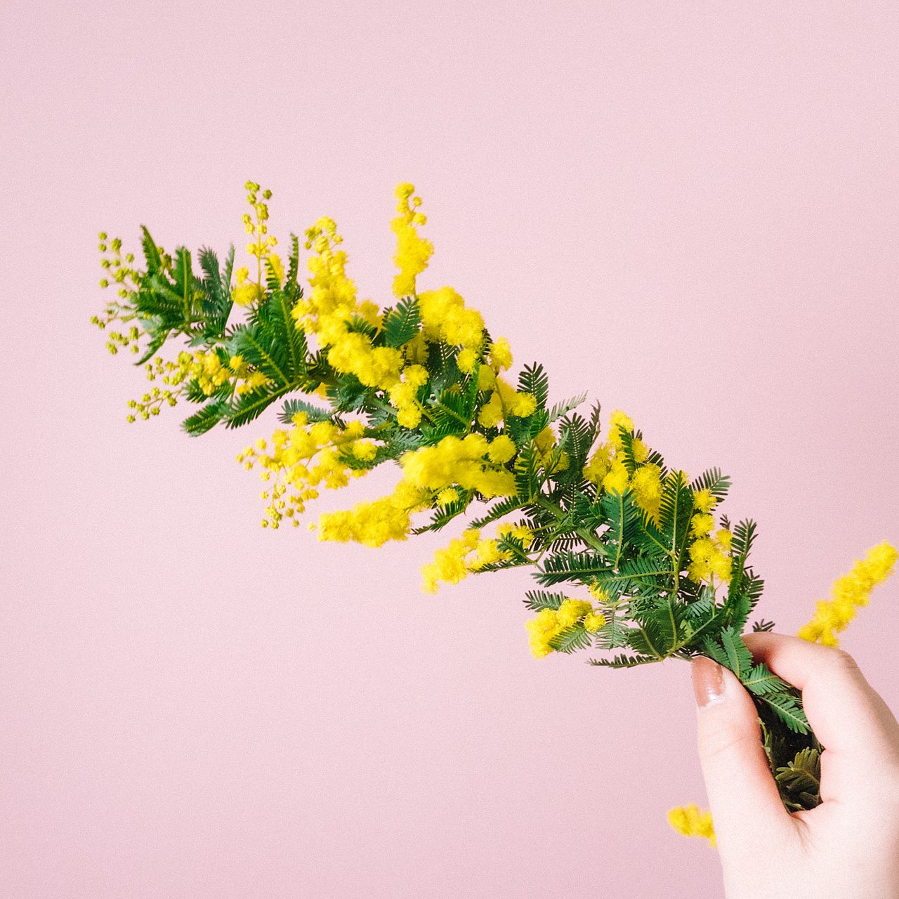 ミモザのフレッシュスワッグ