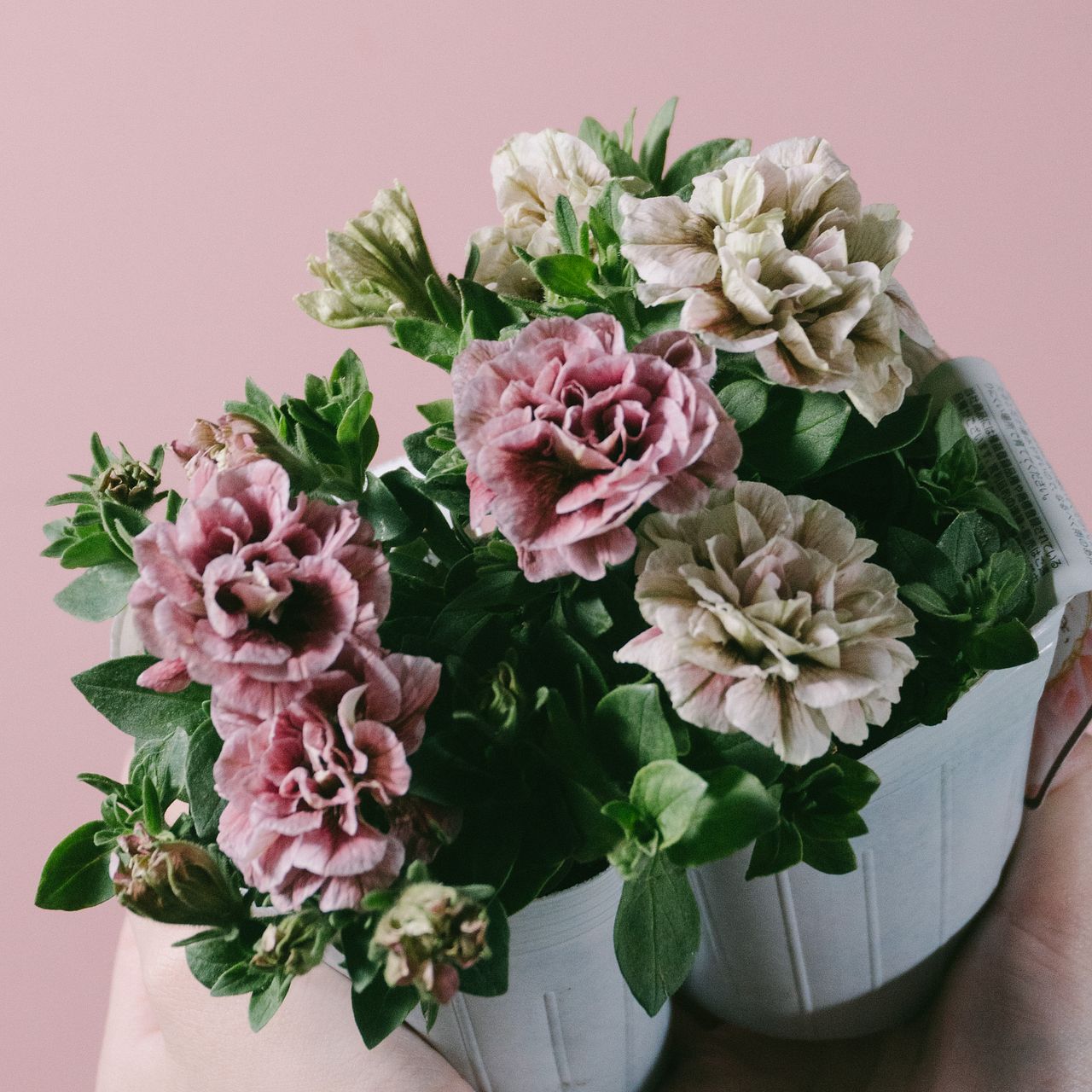 八重咲きペチュニア「ホイップマカロン」2鉢セット