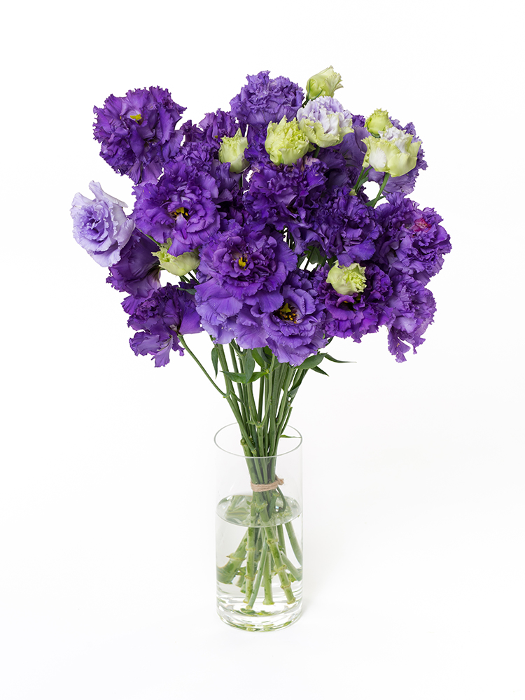 生花】トルコキキョウ ボヤージュブルー2【紫/70cm/福島県】｜Flower