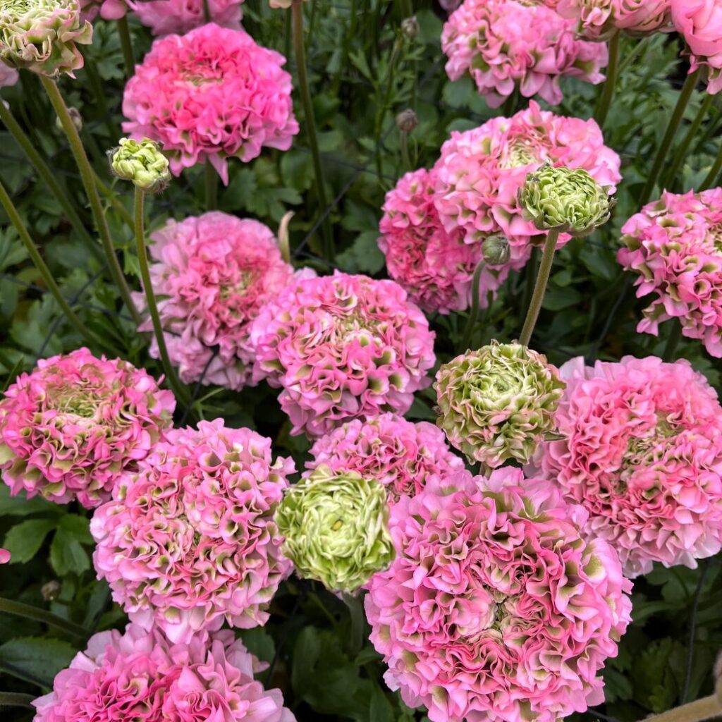 フクカエンのラナンキュラス - 福花園種苗株式会社