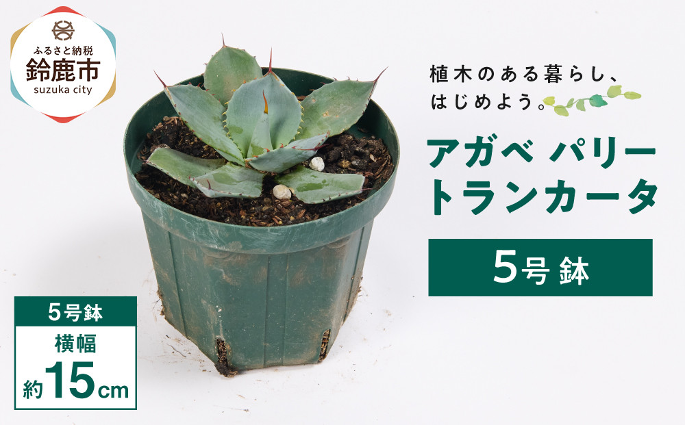 アガベ パリー トランカータ 5号鉢 | JTBのふるさと納税サイト [ふるぽ]