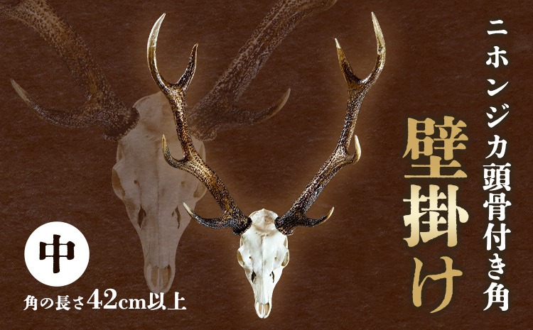 ニホンジカ頭骨付き角 壁掛け(中) 【配送不可地域あり】※離島不可 上野