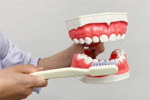 2.5倍大複製根模型歯 [B10-330] 公式通販 2.5倍大複製根