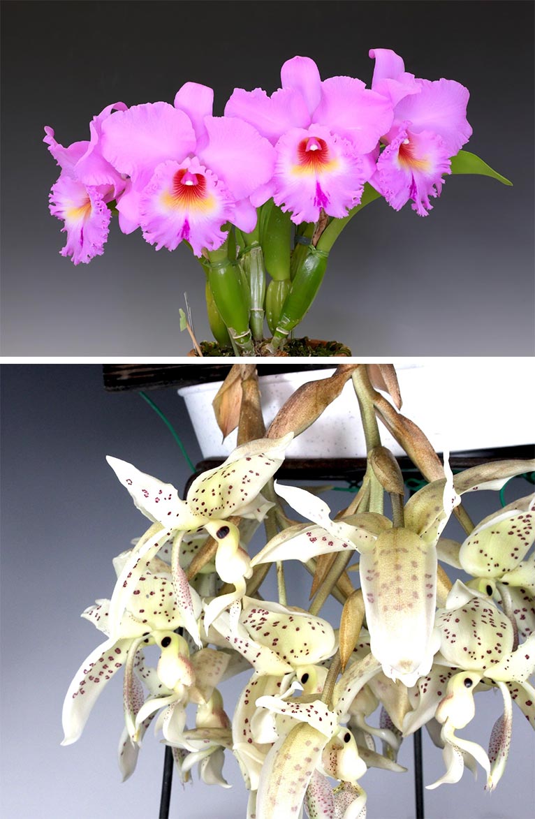 終了】2026年1月8～12日第65回全日本蘭協会洋らん展サンシャインシティ