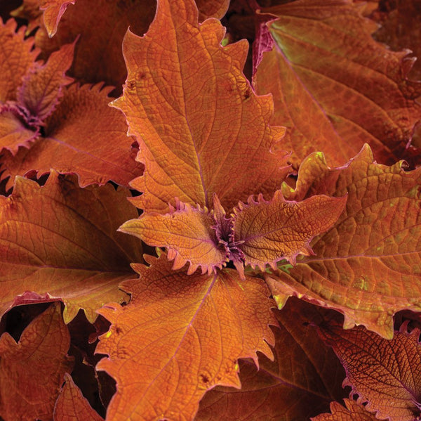 solenostemon_colorblaze_wicked