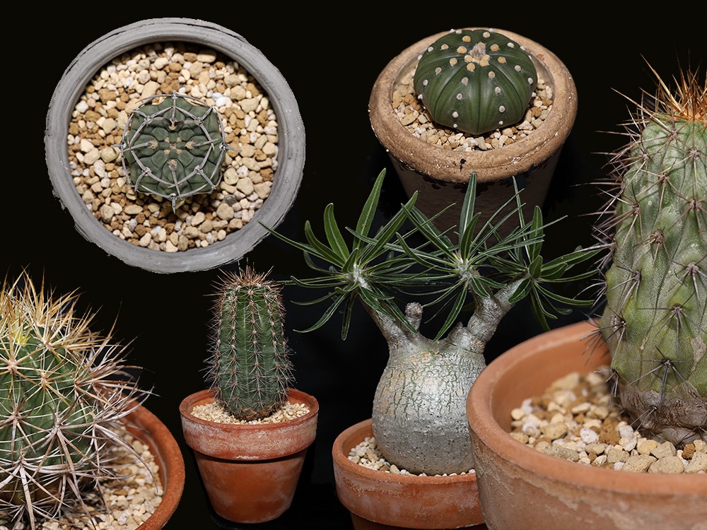 珍奇な多肉植物】サボテンやコーデックスなど、ブーム真っ最中の珍奇系