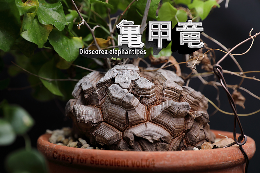 亀甲竜】は冬型塊根植物の人気No.1！ その魅力と育て方を徹底解説