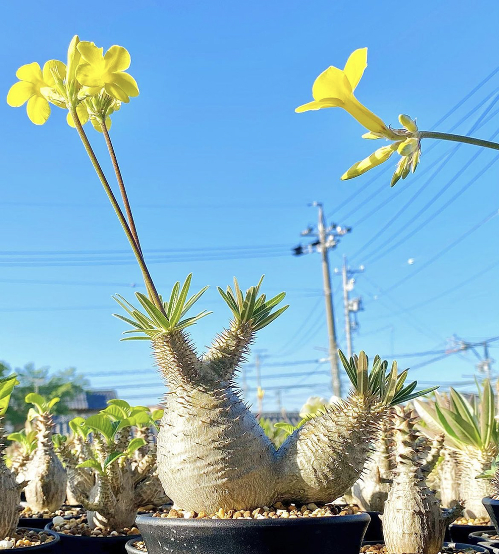 パキポディウム・グラキリス】塊根植物好きを魅了する、その秘密を徹底