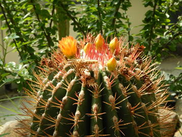 GKZ植物事典・セキホウ（赤鳳）