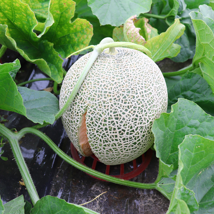 富良野 中山メロンソーダ 250ml | 野菜ジュース ☆富良野中山メロン